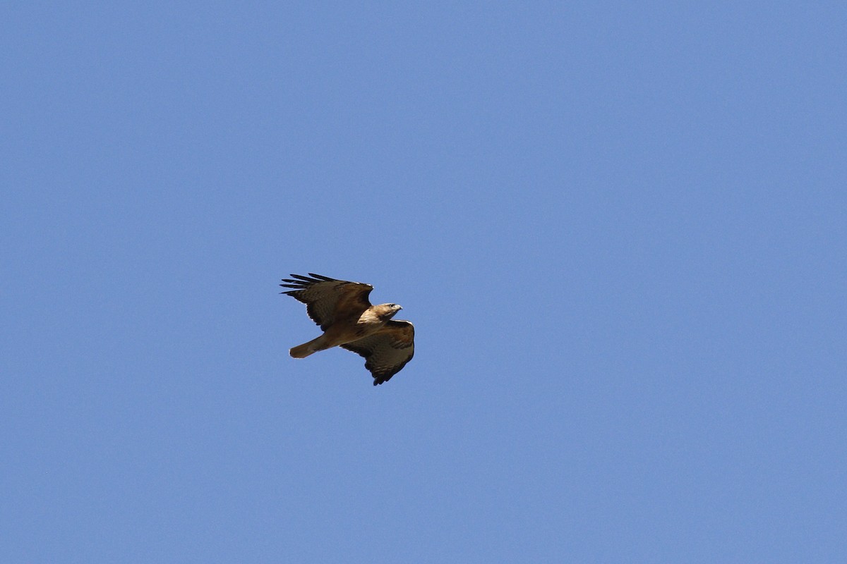 Red-tailed Hawk - ML435963961