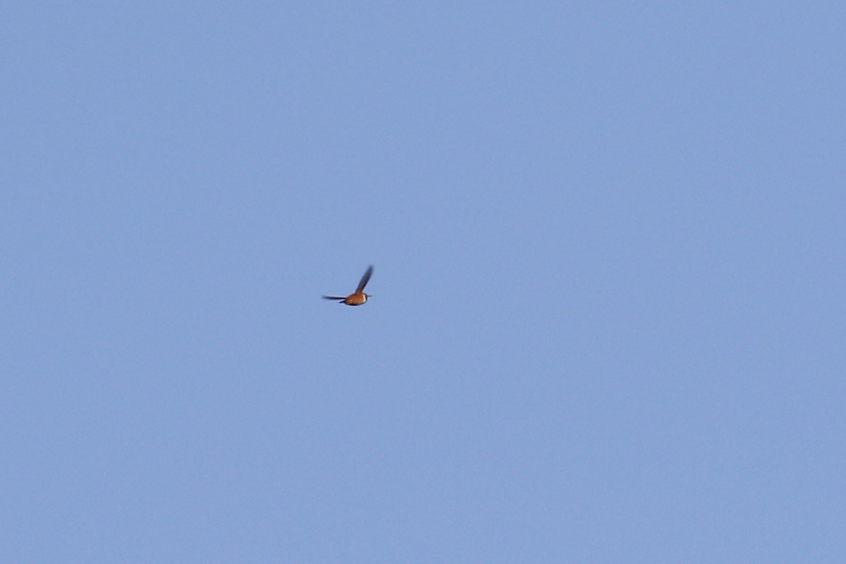 Rufous Hummingbird - ML435963991