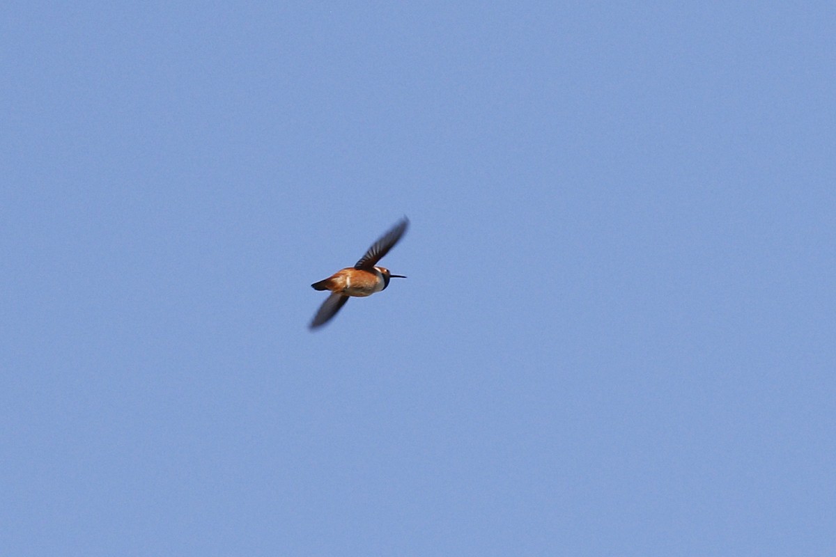 Rufous Hummingbird - ML435964021