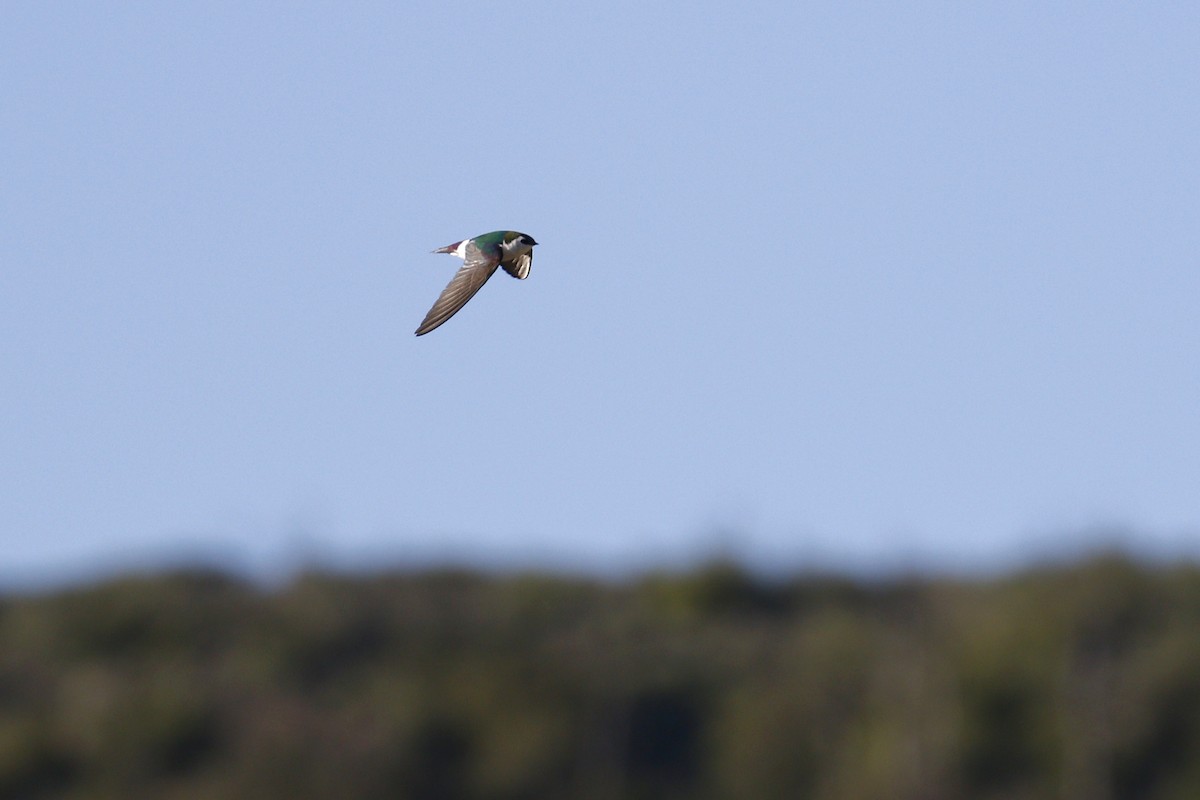 Violet-green Swallow - ML435964311