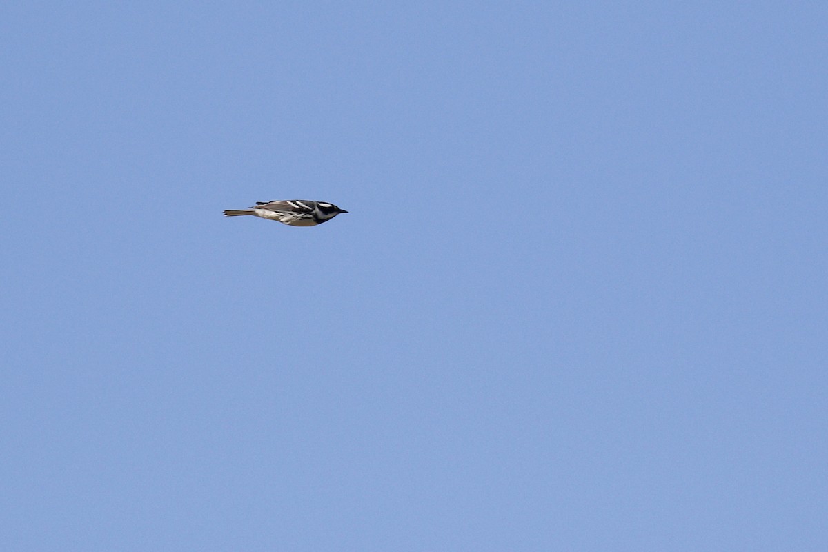 Black-throated Gray Warbler - ML435966641
