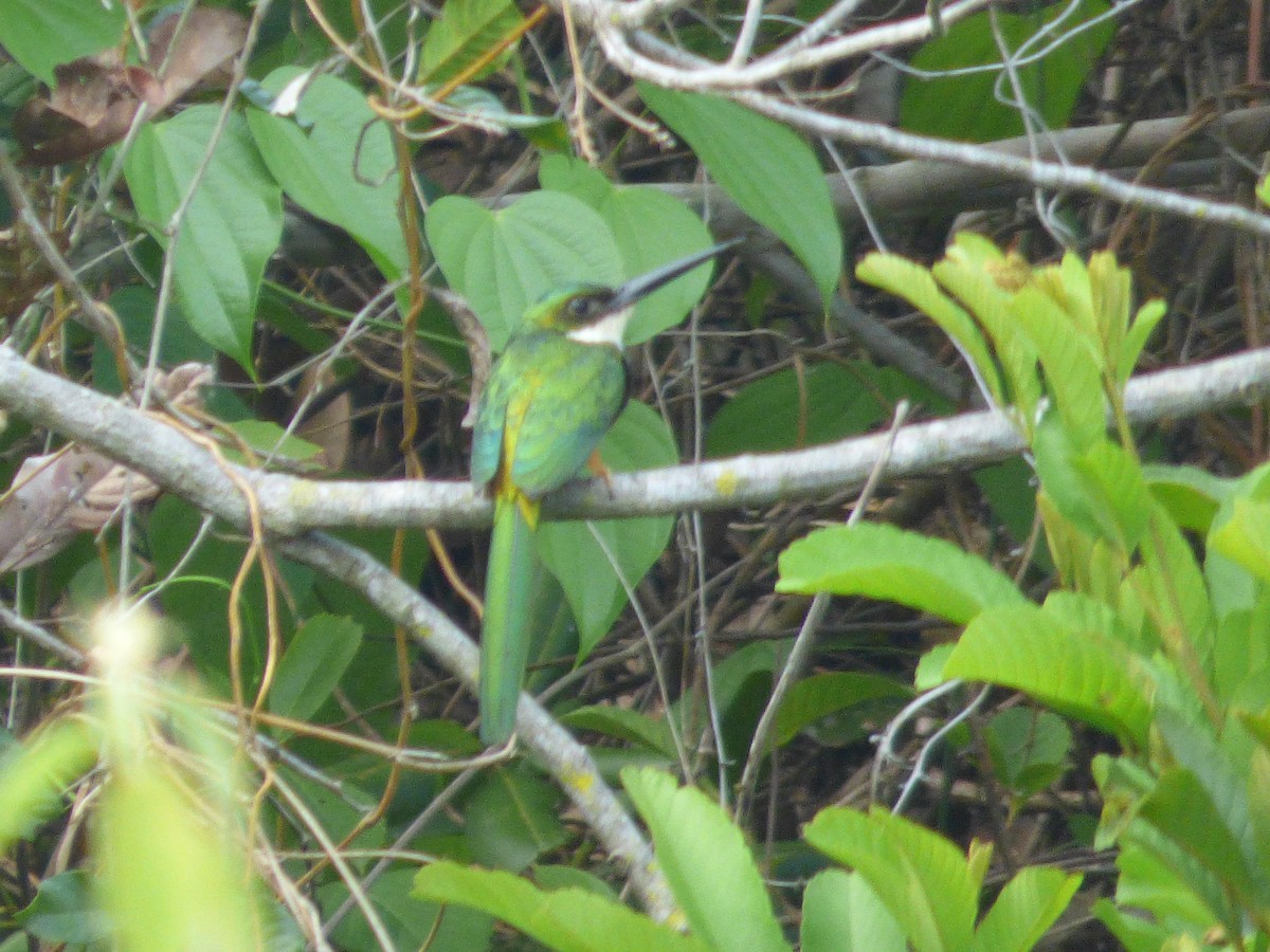 Rufous-tailed Jacamar - ML435966651