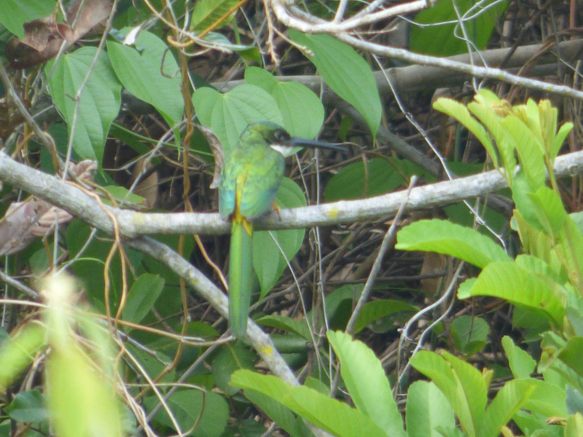 Rufous-tailed Jacamar - ML435966681