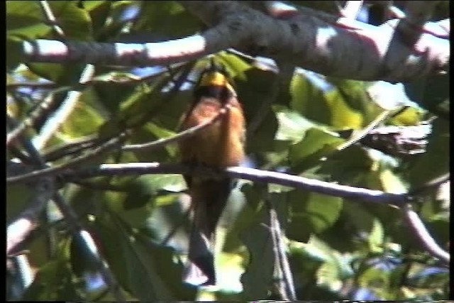 Cinnamon-chested Bee-eater - ML435968