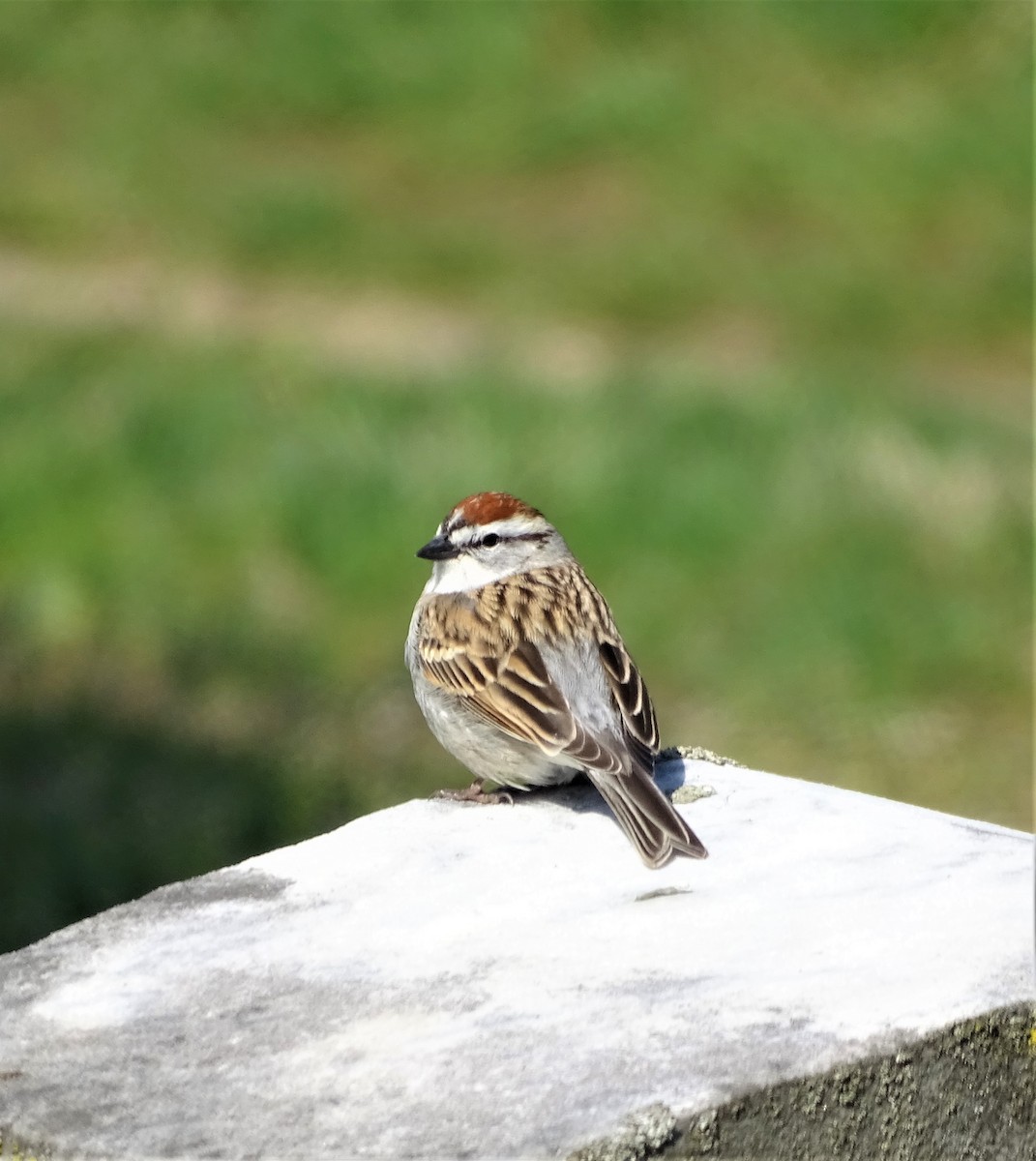 Chipping Sparrow - ML435970211