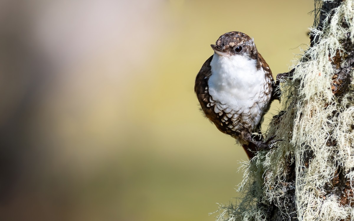 White-throated Treerunner - Mason Maron