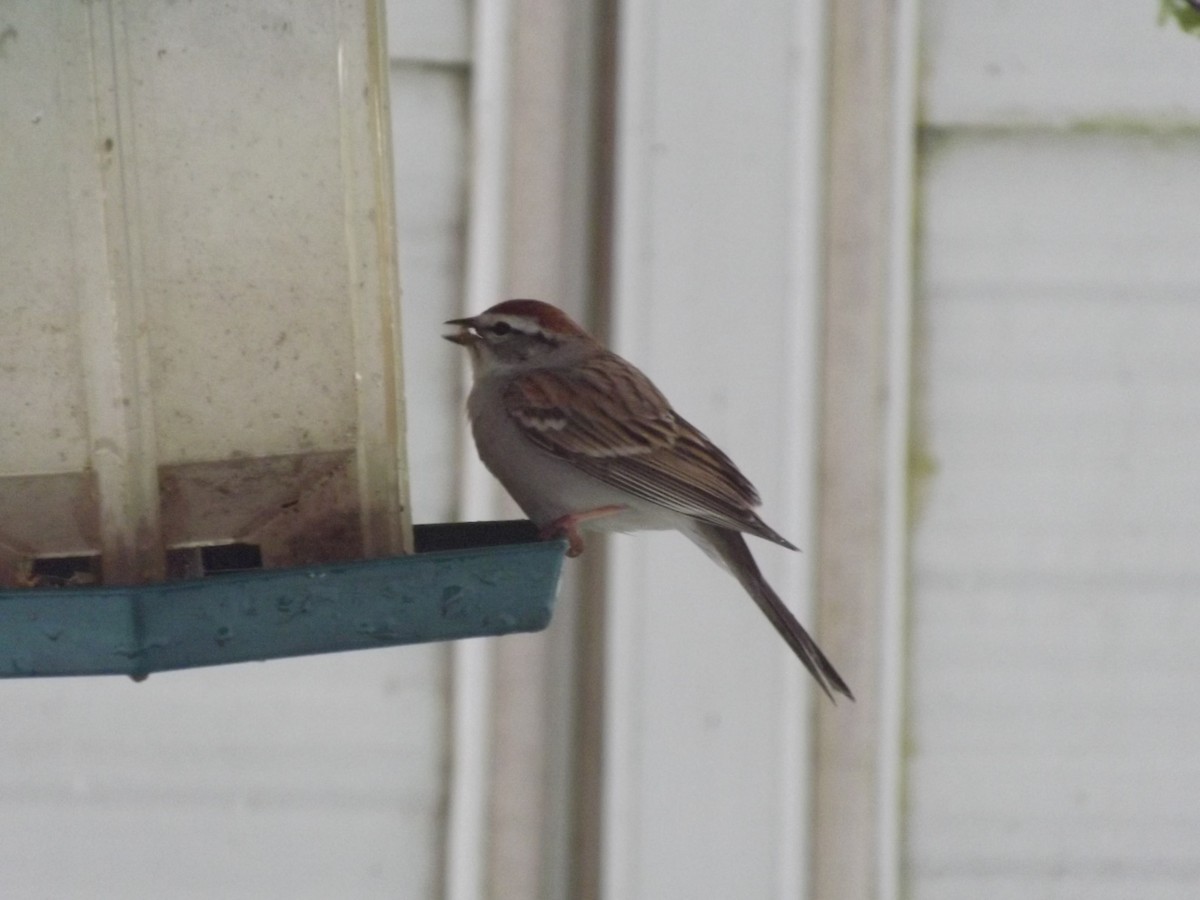 Chipping Sparrow - ML435971921