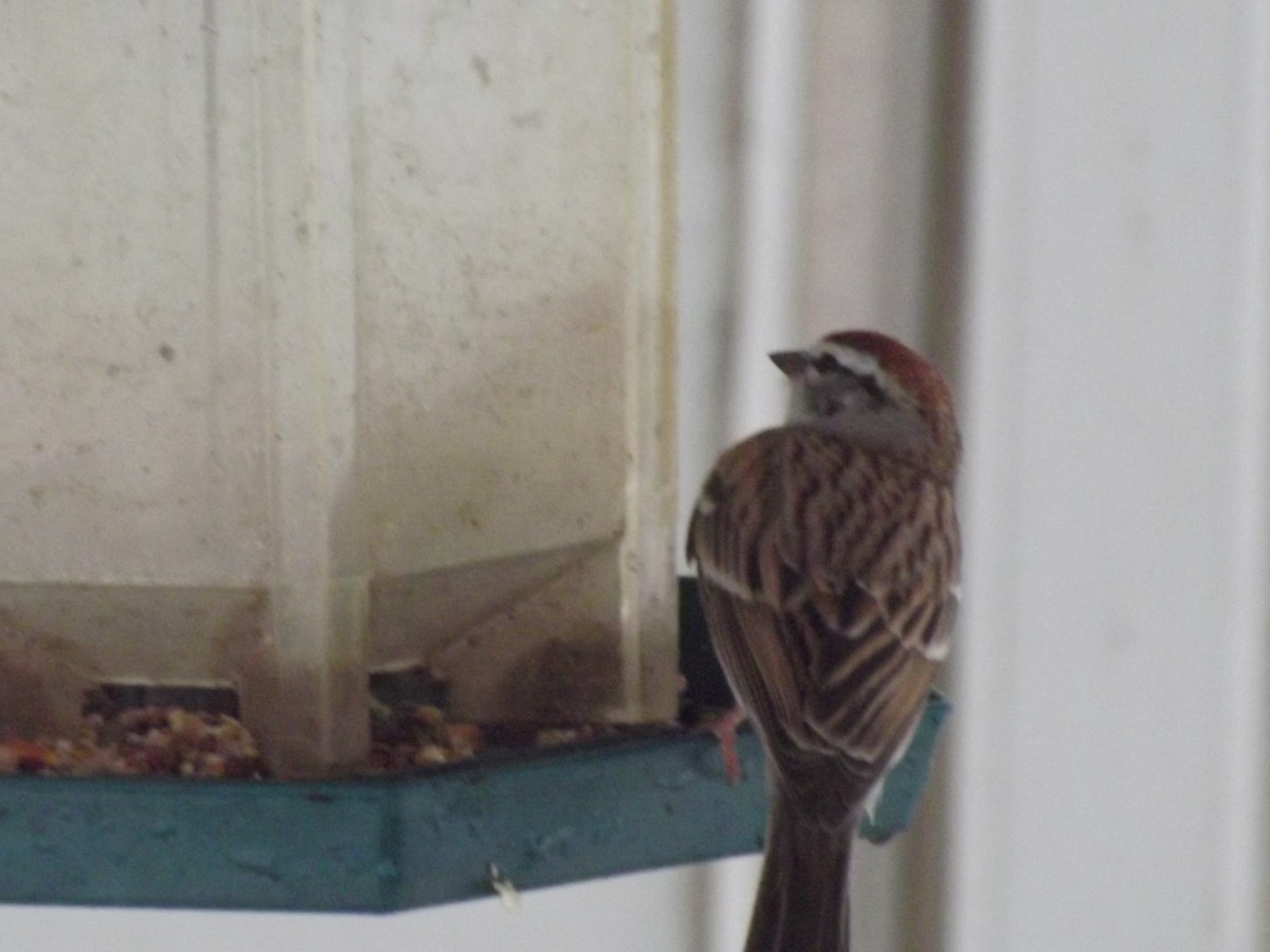 Chipping Sparrow - ML435972101