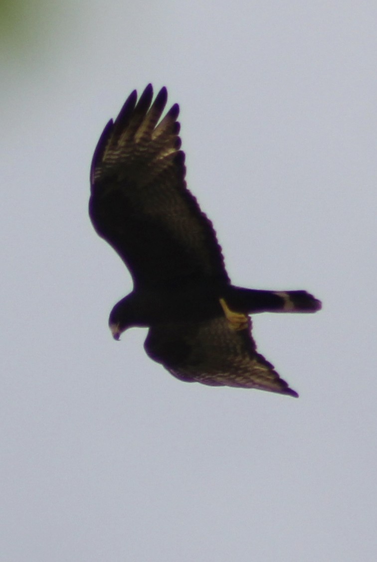 Zone-tailed Hawk - ML43597231