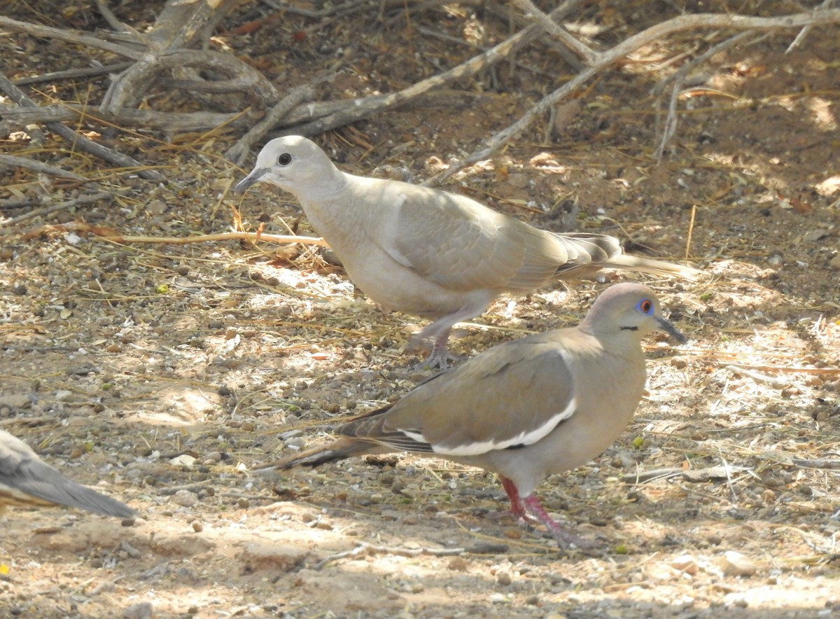 Eurasian Collared-Dove - ML435973621