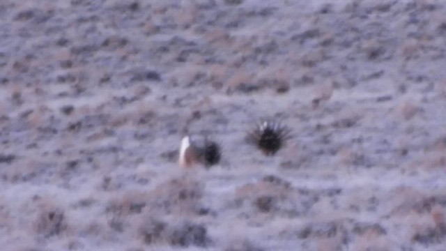 Greater Sage-Grouse - ML435974251
