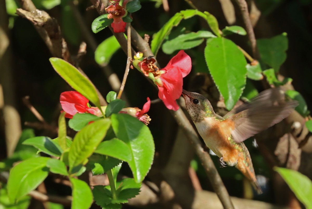 Rufous/Allen's Hummingbird - ML435979951