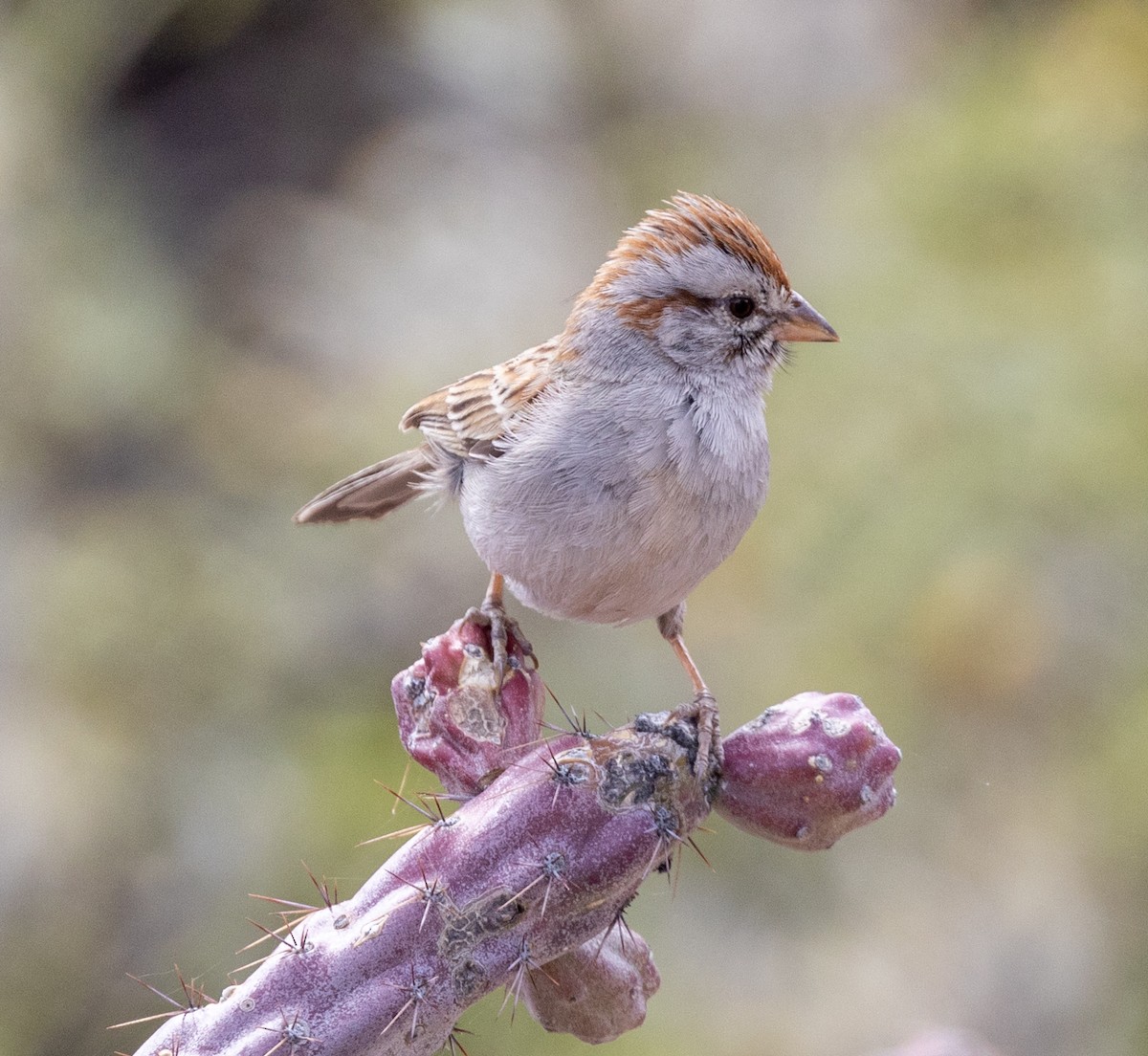 Rufous-winged Sparrow - Greg Harrington