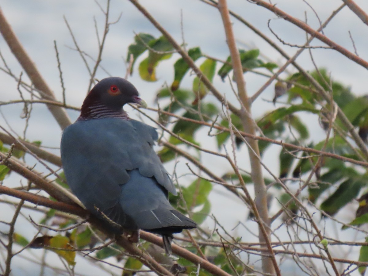 Scaly-naped Pigeon - ML435992761