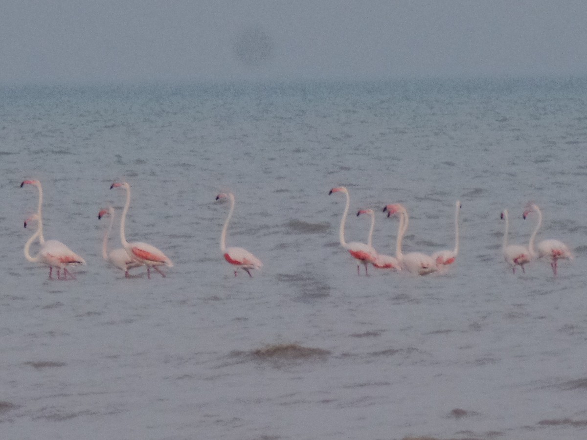 Greater Flamingo - ML435994841