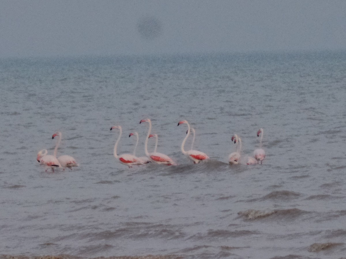 Greater Flamingo - ML435994871