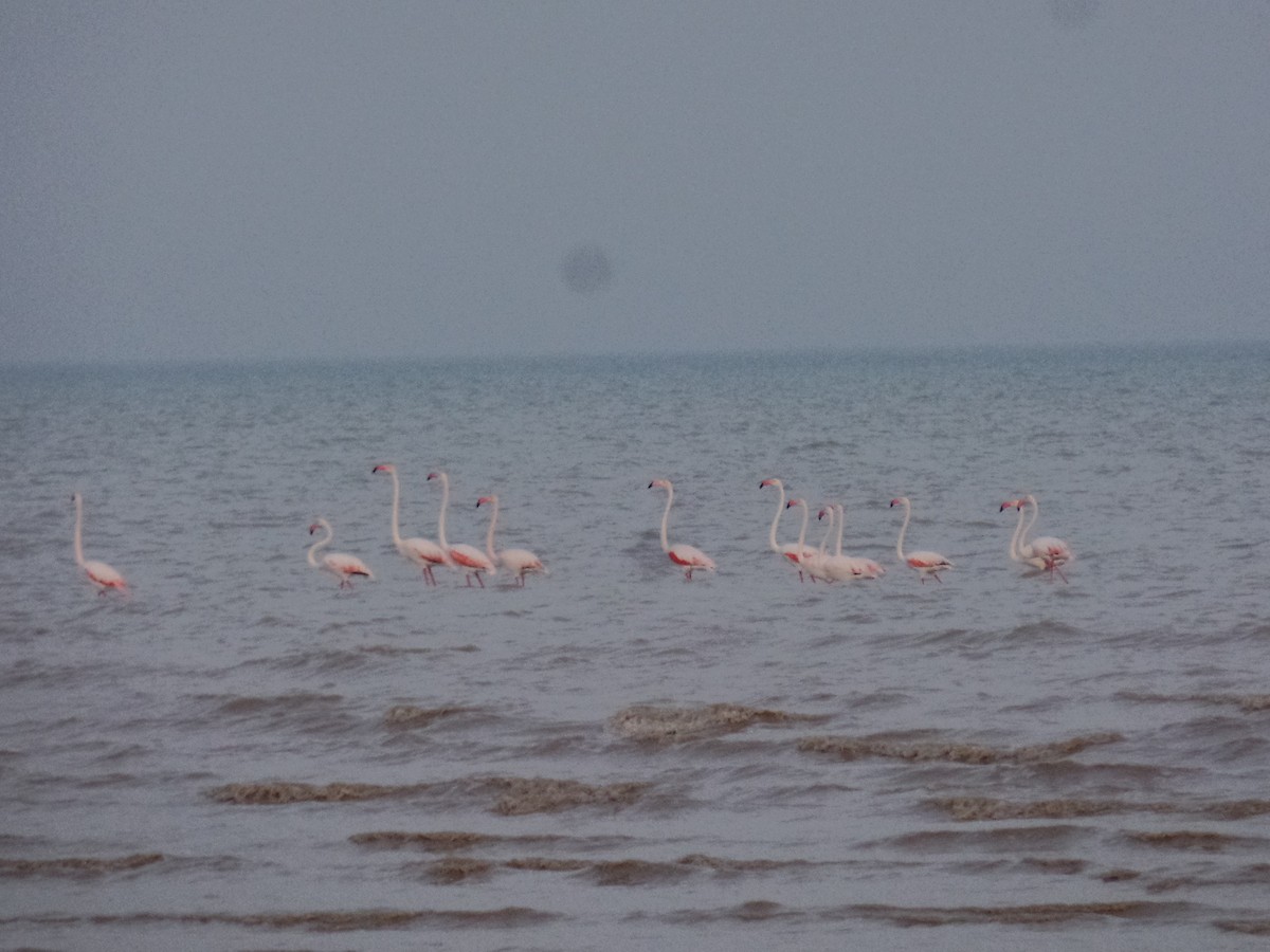 Greater Flamingo - ML435994881