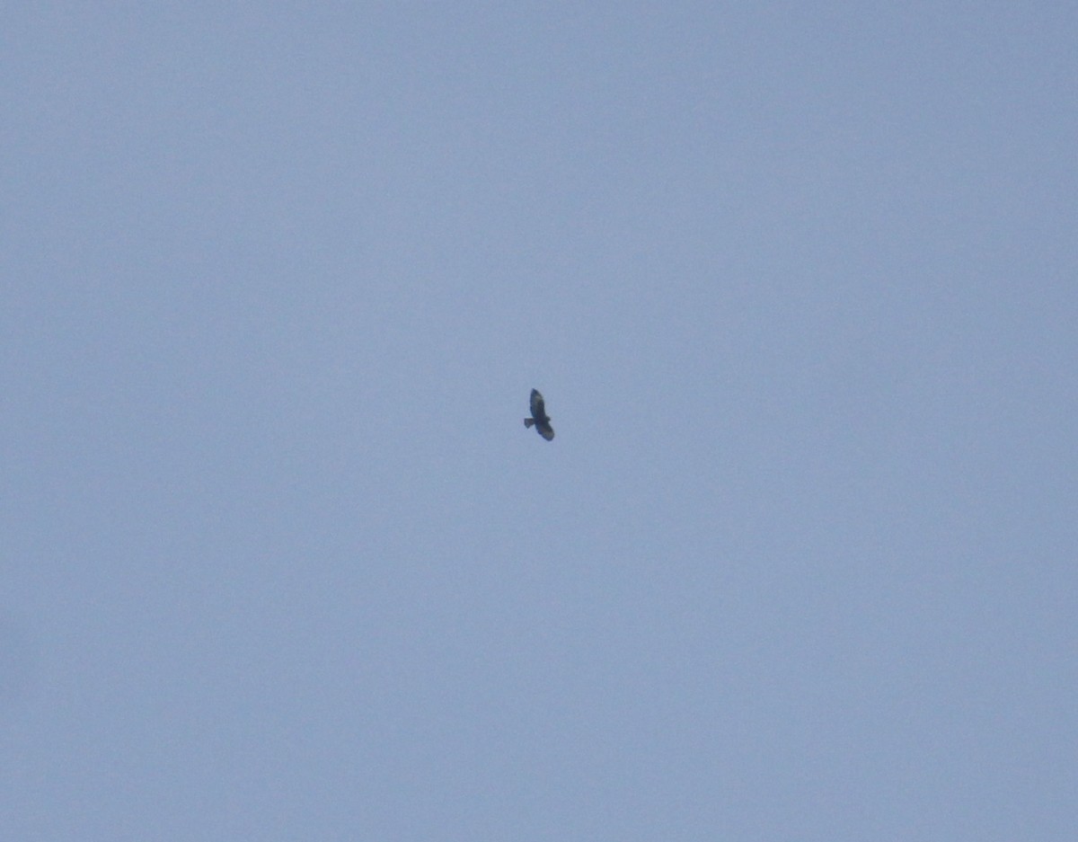 Short-tailed Hawk - ML435995331