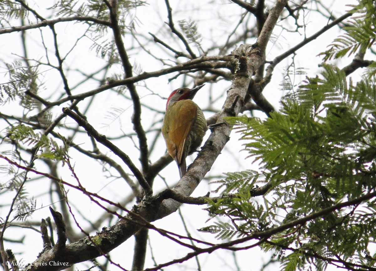 Golden-olive Woodpecker - ML435995421