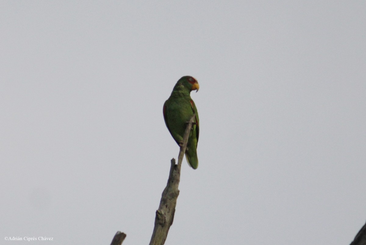 White-fronted Parrot - ML435995451