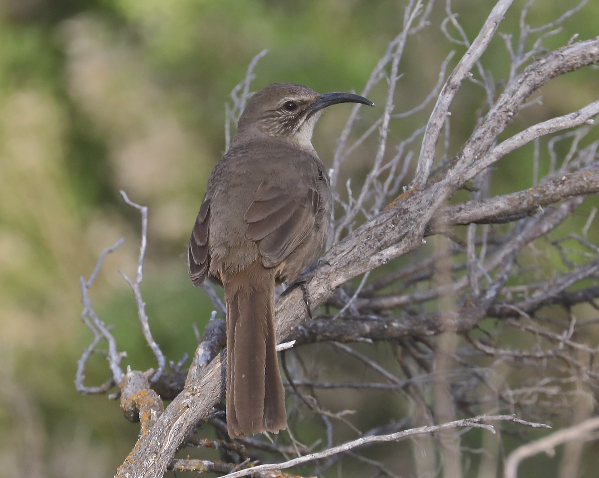California Thrasher - Pair of Wing-Nuts