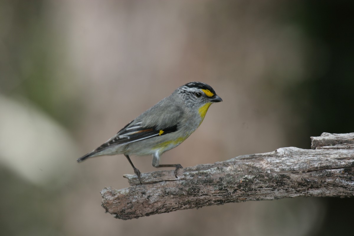 Striated Pardalote (Yellow-tipped) - ML43600811