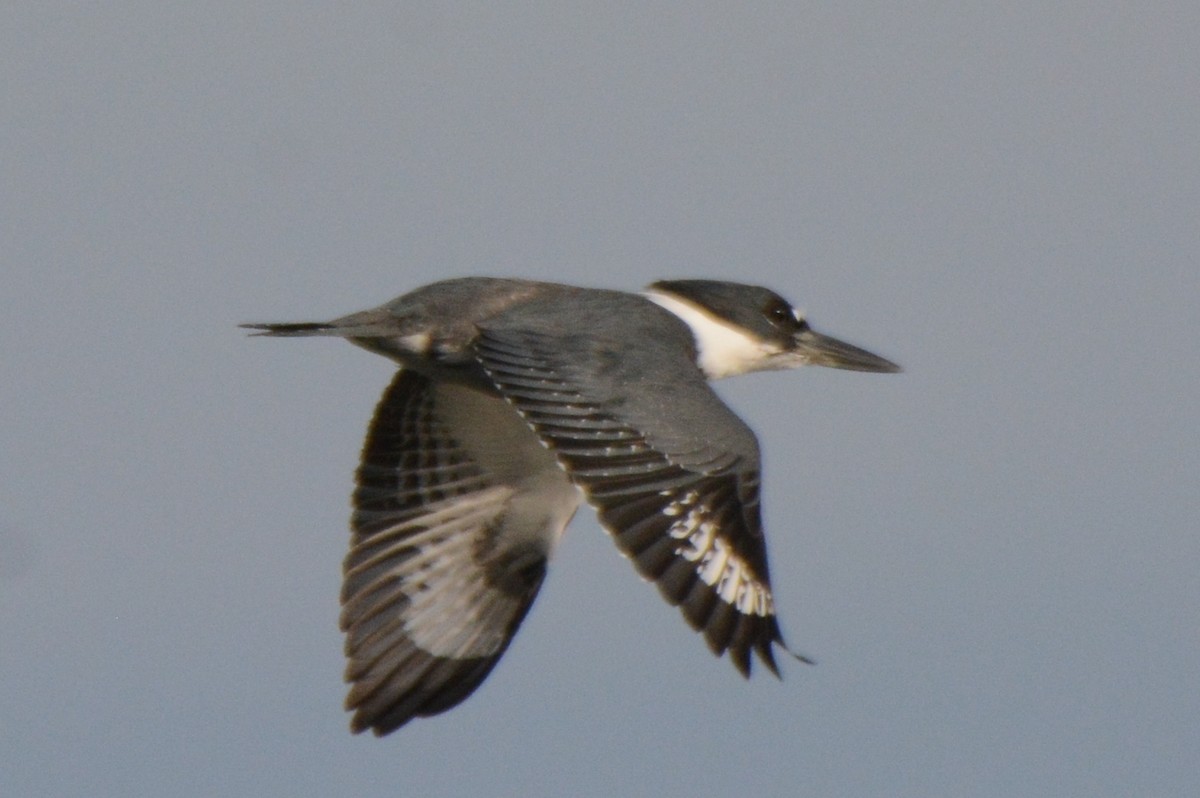 Belted Kingfisher - ML43601991