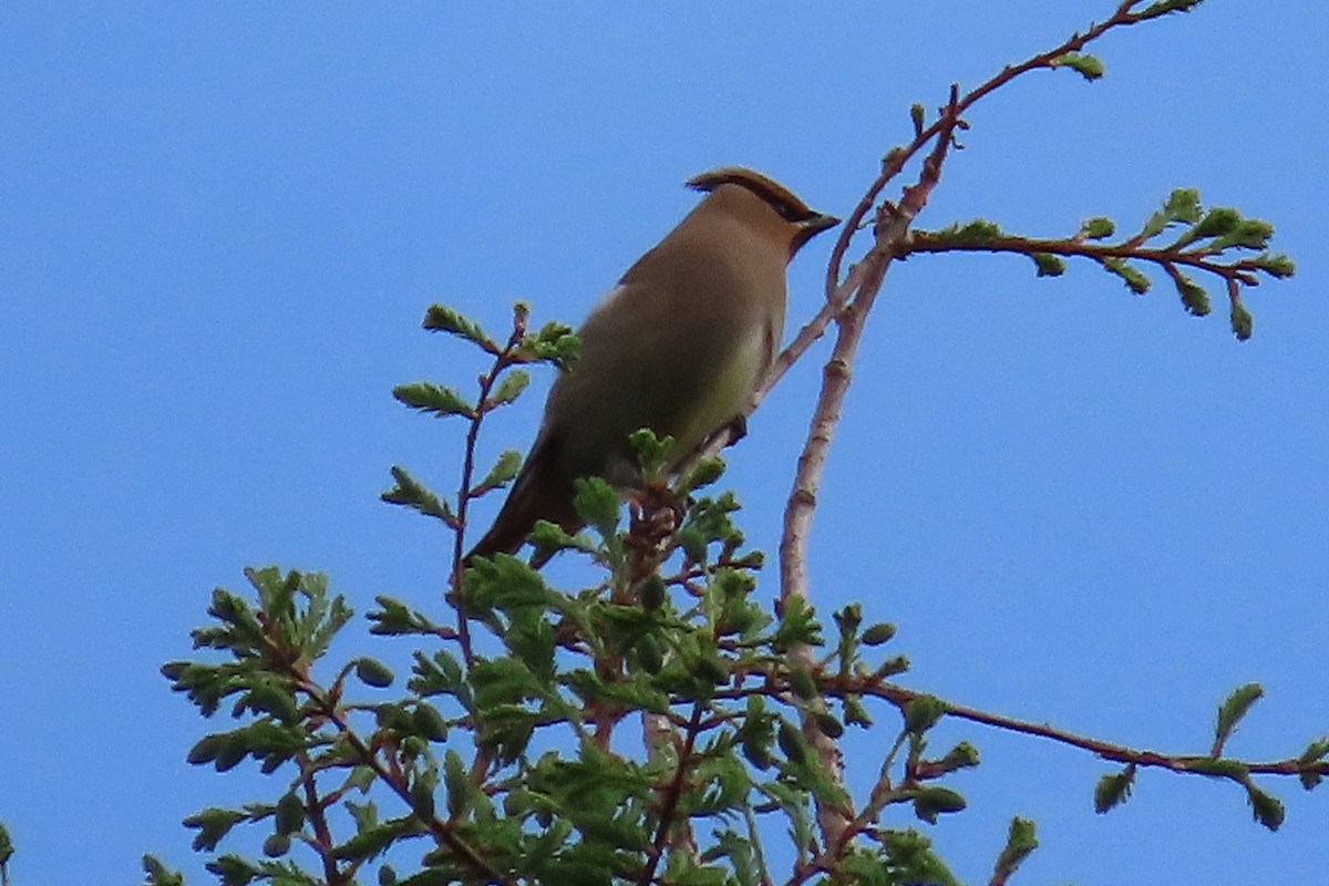 Japanese Waxwing - ML436022731