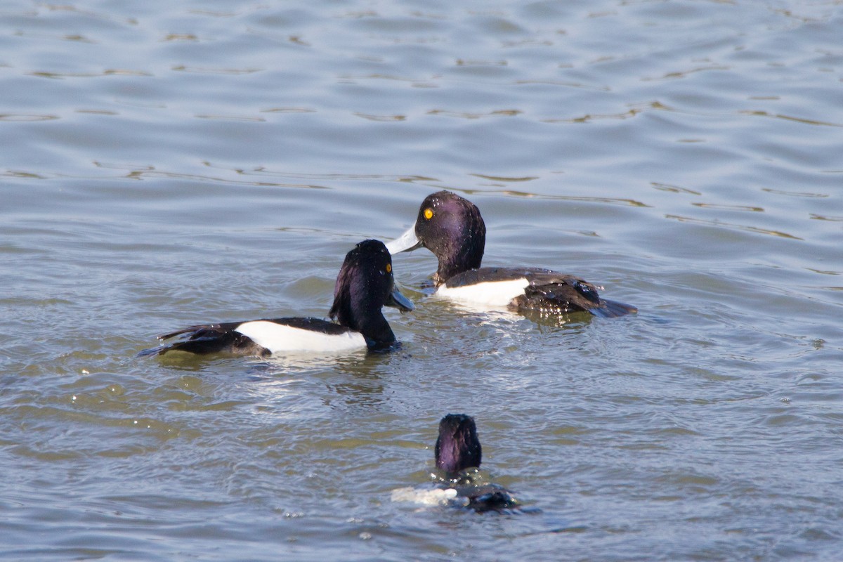 Tufted Duck - ML436023471