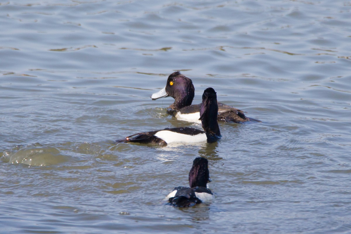 Tufted Duck - ML436023481