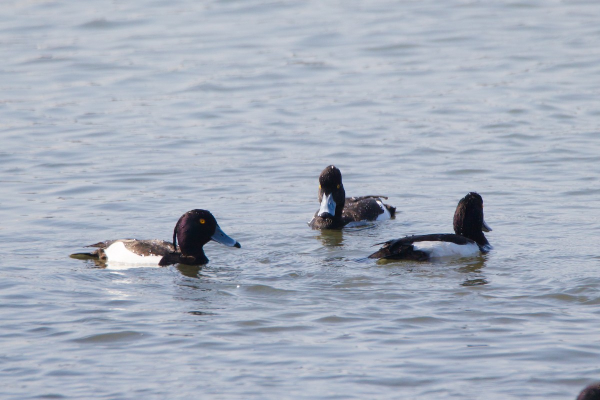 Tufted Duck - ML436023501