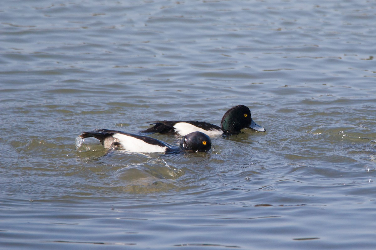 Tufted Duck - ML436023511