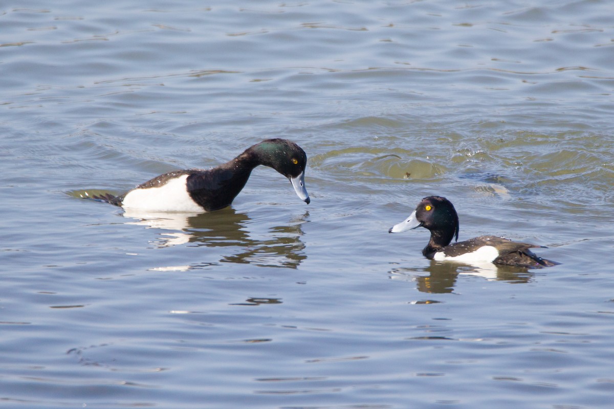 Tufted Duck - ML436023521
