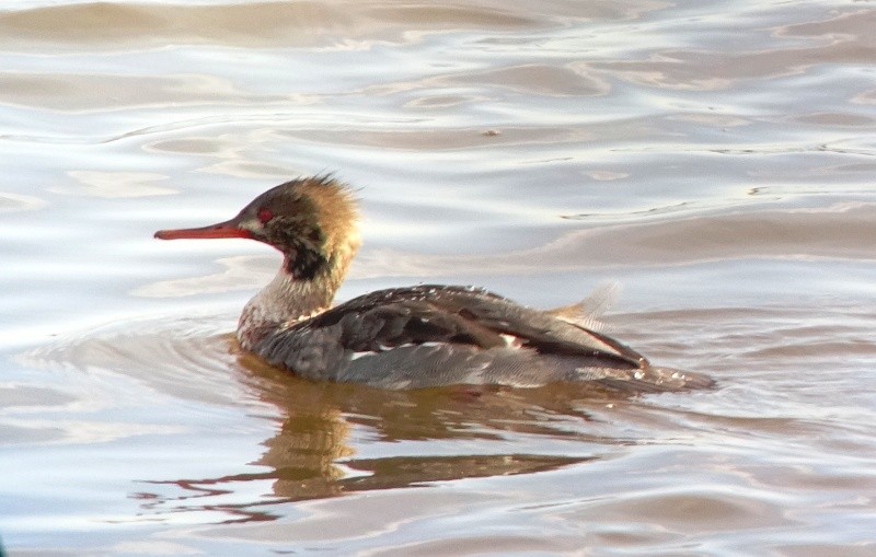 Red-breasted Merganser - Paolo Matteucci