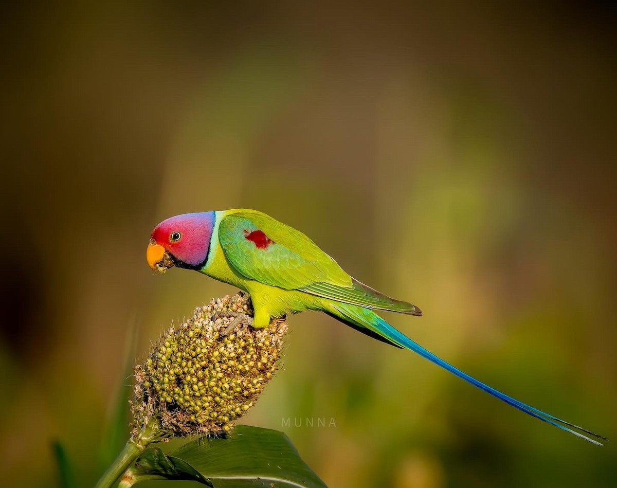 Plum-headed Parakeet - Munna Mandalapu