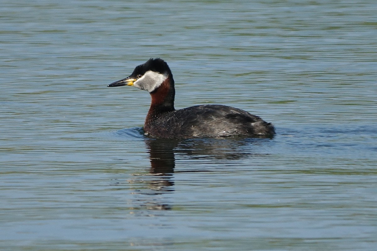 Red-necked Grebe - ML436025951