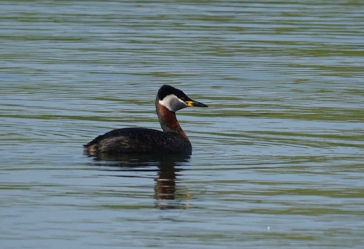 Red-necked Grebe - ML436025991