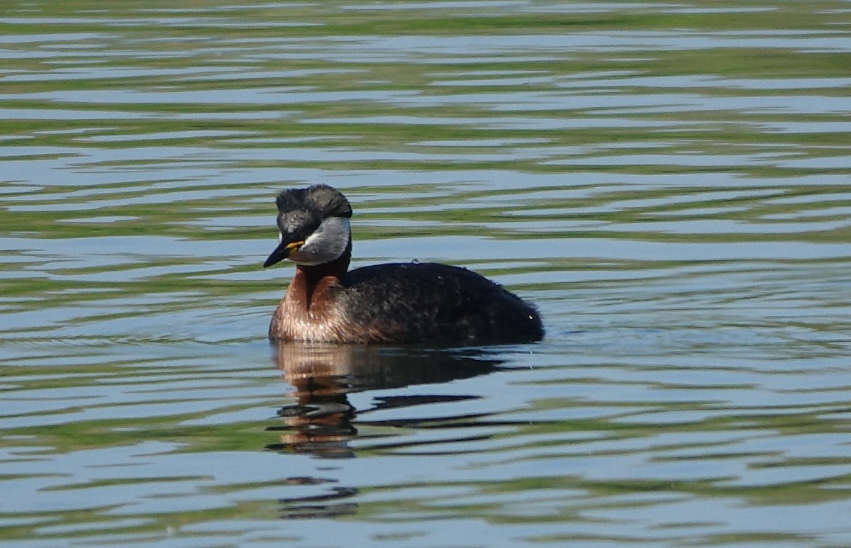 Red-necked Grebe - ML436026011
