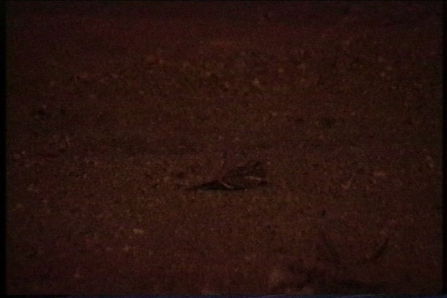 Slender-tailed Nightjar - ML436029