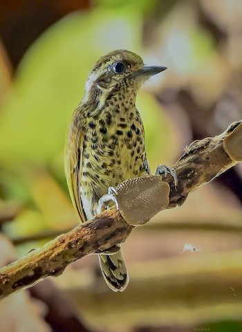 Speckled Piculet - Picumnus innominatus - Media Search - Macaulay Library and eBird