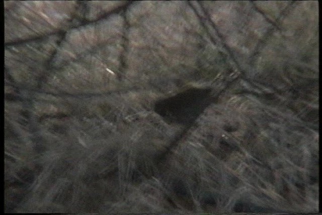 Gray Wren-Warbler - ML436034