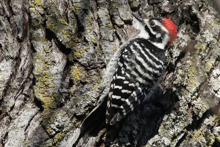 Nuttall's Woodpecker - Stephen Fettig