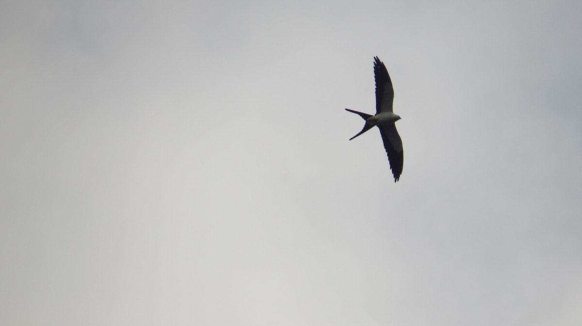 Swallow-tailed Kite - Jorge Muñoz García   CAQUETA BIRDING