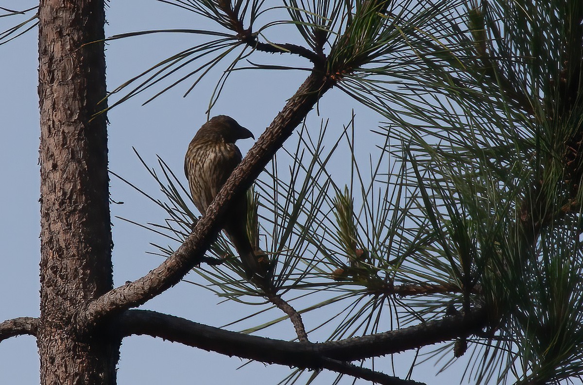 Red Crossbill (Corsican) - ML436047301