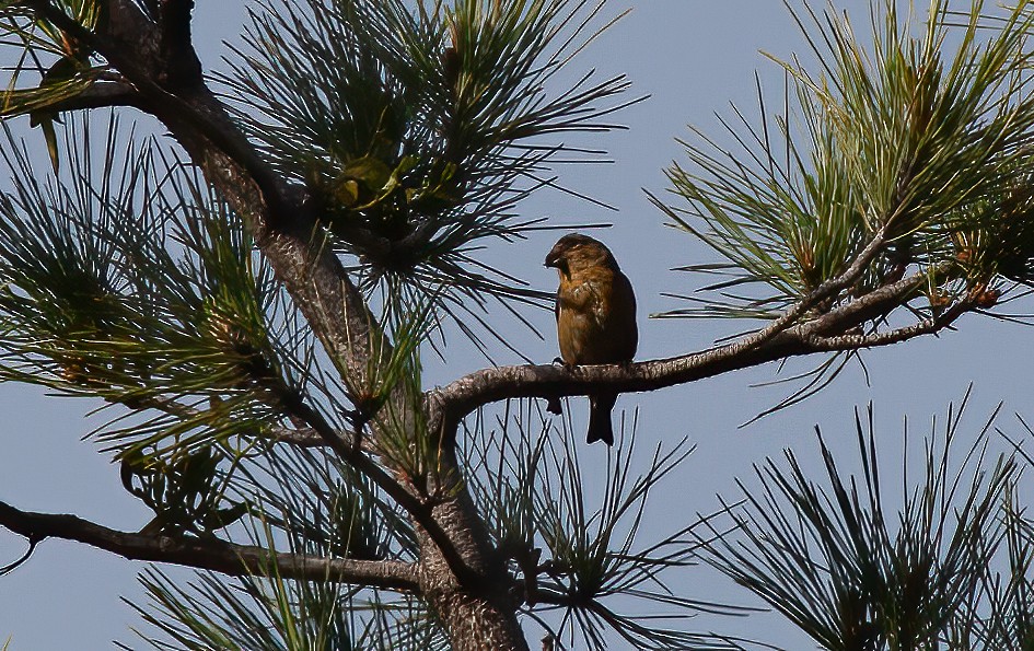 Red Crossbill (Corsican) - ML436047311