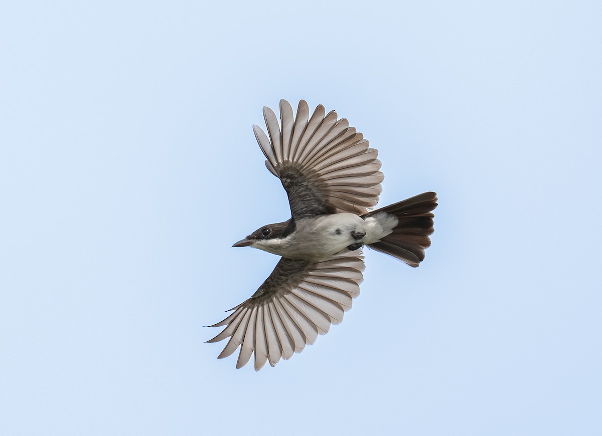 Black-winged Flycatcher-shrike - Chien N Lee