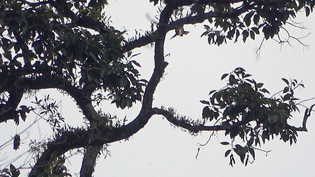 Rufous-necked Hornbill - ML436051571