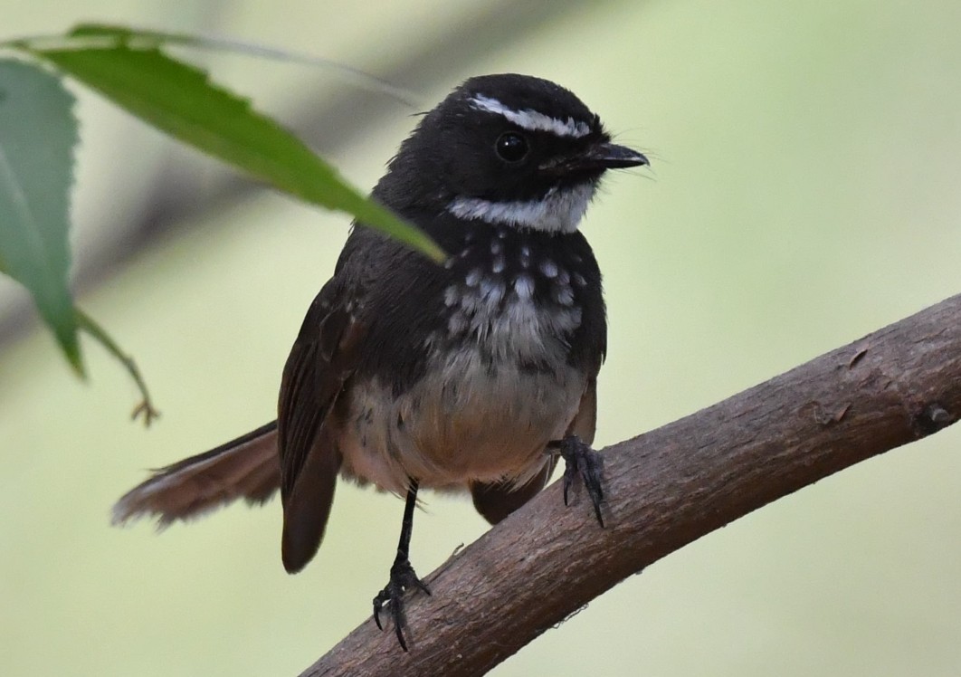 Spot-breasted Fantail - ML436053581