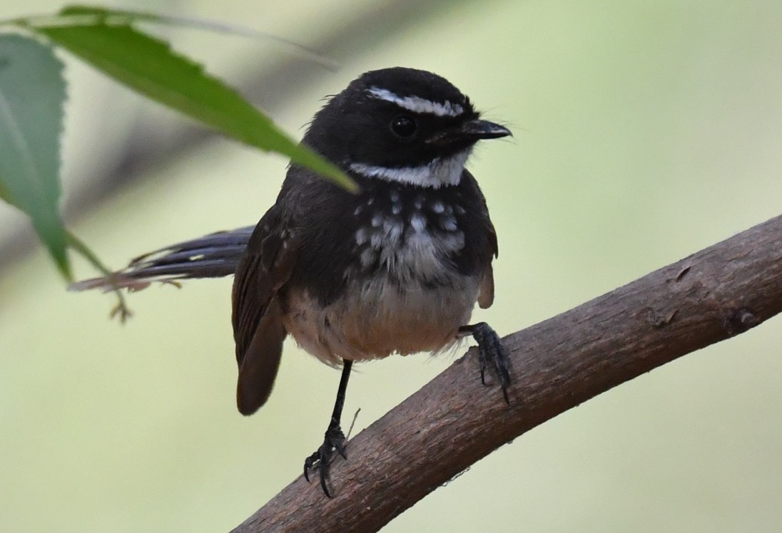 Spot-breasted Fantail - ML436053591