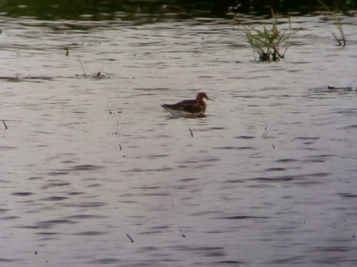 Red-necked Phalarope - Tric Chen